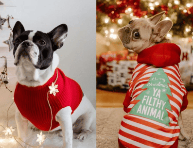 Con esta temporada invernal tus perrhijos y mascotas en general están más expuestos a enfermarse; ¡cuídalos con estos consejos! PINTEREST