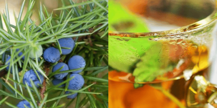 La infusión del enebro ayuda a tratar algunos padecimientos como las infecciones urinarias, así como otros más; ¡conócelos! PINTEREST