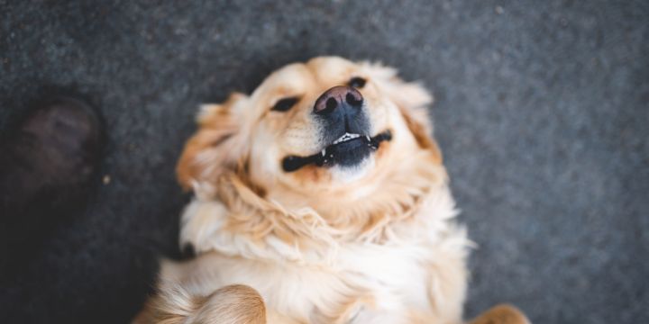Cuidar la salud y bienestar de tus perrhijos es importante. UNSPLASH/Stephen Andrews
