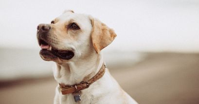Si tu perrhijo se rasca muy seguido, podría estarte avisando de situaciones muy complejas en su salud, ¡pon atención! UNSPLASH/ Mitchell Orr