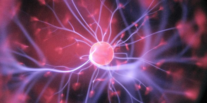 Este hallazgo ayuda a resolver una larga controversia sobre si existen diferencias fiables entre sexos en el cerebro humano. UNSPLASH/Hal Gatewood