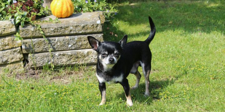 Una socialización inadecuada puede hacer que los chihuahuas se sientan incómodos en situaciones diversas, llevándolos a reacciones agresivas. UNSPLASH/Daniela Popescu