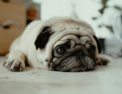 Si la tristeza persiste o si observas cambios significativos en el comportamiento de tu perro, considera consultar con un veterinario o un profesional de comportamiento canino. UNSPLASH/JC Gellidon