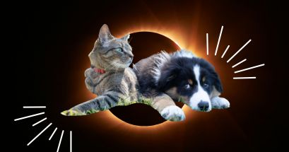 Con el eclipse que se aproxima cuidar de las mascotas debe ser una prioridad para su .salud y bienestar. UNSPLASH/Jongsun Lee/Andrew S