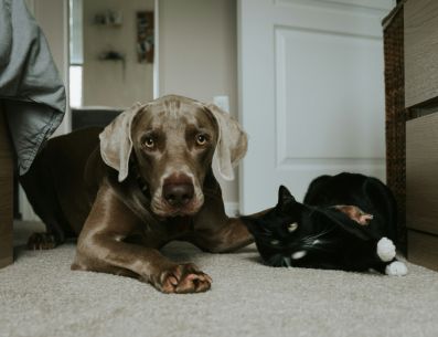 Tus mascotas te agradecerán el que les ayudes a quedar libres de pulgas y parásitos. UNSPLASH/Tatiana Rodriguez