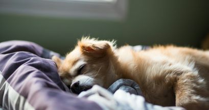 Existen evidencias de que los perros sueñan con sus actividades diarias y comunes, pero también tienen pesadillas que los llegan a asustar. UNSPLASH/joshuachun