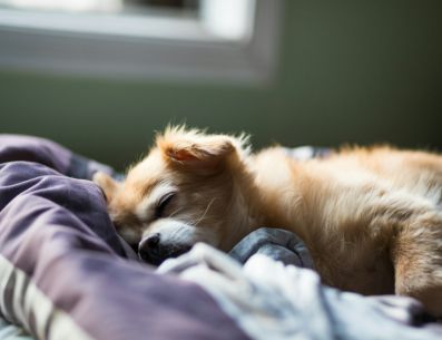 Existen evidencias de que los perros sueñan con sus actividades diarias y comunes, pero también tienen pesadillas que los llegan a asustar. UNSPLASH/joshuachun