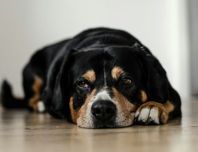 La dosis de miconazol para perros varía según el formato del producto y la gravedad de la afección a tratar. UNSPLASH/Dominik QN