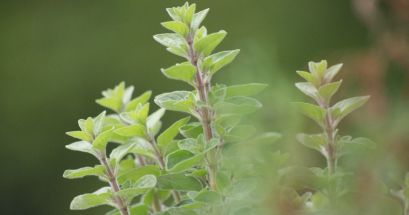 Aprovecha el consumo de productos naturales, pero no olvides las visitas regulares al médico. UNSPLASH/Tina Xinia