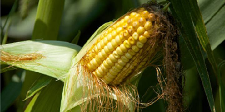 Diversos estudios señalan que las "barbas" del elote reducen los niveles de glucosa en la sangre; por lo que las personas con diabetes pueden beneficiarse del consumo diario del agua porque no contiene sacarosa. UNSPLASH/getty images