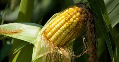 Diversos estudios señalan que las "barbas" del elote reducen los niveles de glucosa en la sangre; por lo que las personas con diabetes pueden beneficiarse del consumo diario del agua porque no contiene sacarosa. UNSPLASH/getty images